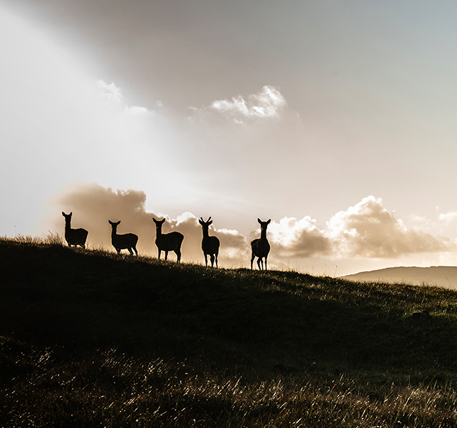 SCALISCRO Experiences – Deer Stalking on the Isle of Lewis, Scotland