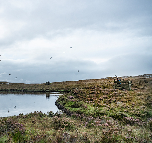 Game Shooting Luxury Experiences at SCALISCRO Estate on the Hebridean Coastline